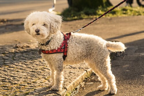 반려견의 가슴줄을 둘러싼 속설과 진실