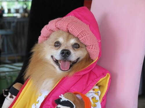 반려동물 꾸미기