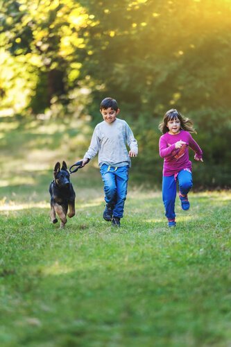 저먼 셰퍼드를 키우기 위해 알아야 할 모든 것