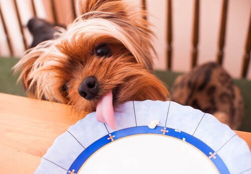 반려견을 위한 고기 파이