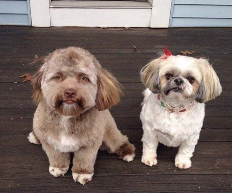 사람 얼굴을 한 강아지