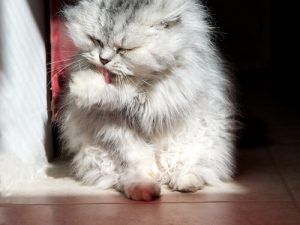 1년 동안 주인을 기다린 유기묘