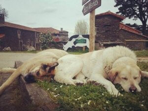 어느 우유 회사의 반려견 입양 캠페인