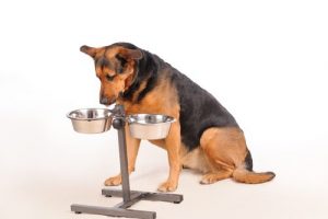 개에게 적당한 배식 횟수는 몇 번일까?