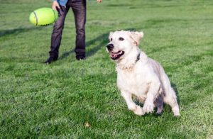 개가 사람들의 가장 좋은 친구인 이유