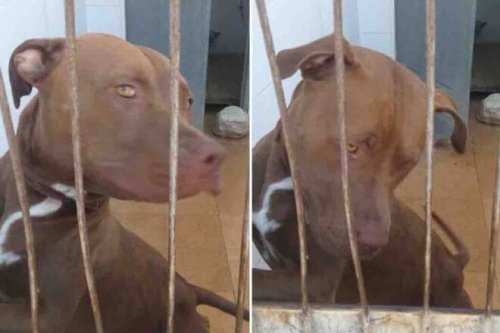 자동차에 갇혔다가 구조된 개, 동물 보호소에서 회복하다