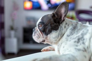 개도 TV를 볼까? 공포 영화를 좋아하는 개의 이야기