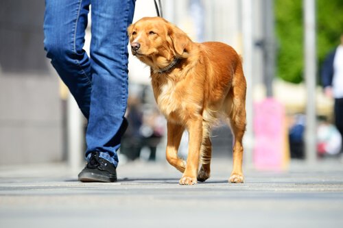개를 산책시킬 때 피해야 할 위험 요소들