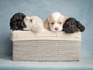 개의 이름을 알맞게 지어주기