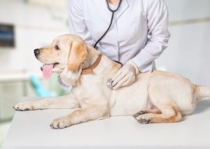 동물들에게 희망을 주는 새로운 병원