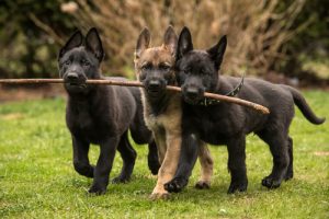 애정이 넘치는 반려견 품종 8가지