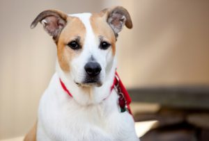 애정이 넘치는 반려견 품종 8가지