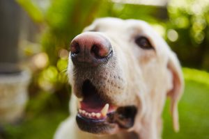 개들의 입 냄새를 방지하는 방법