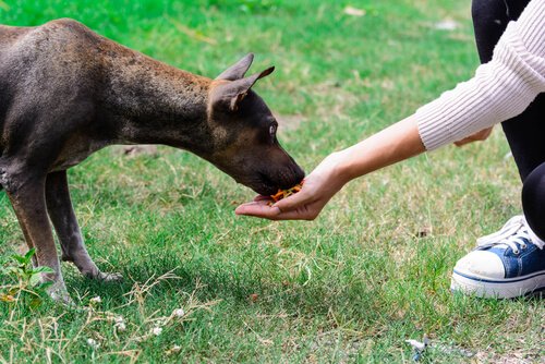 개에게 가장 적절한 처벌 방법은 무엇일까?