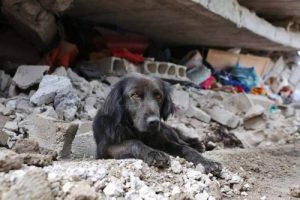 에콰도르의 지진: 집을 떠나지 않는 개