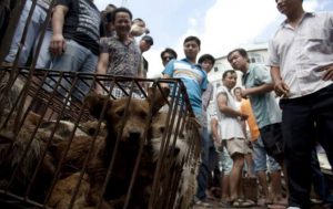 중국의 개고기 축제를 규탄한다