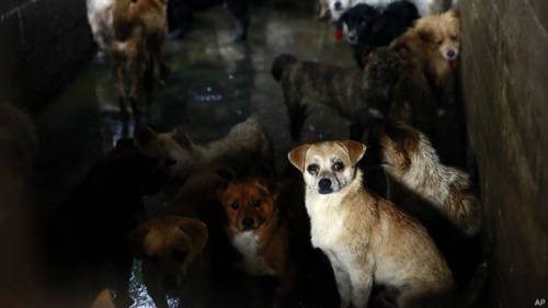 중국의 개고기 축제를 규탄한다