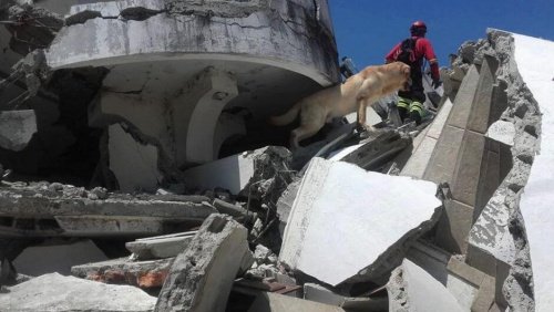 에콰도르 지진에서 활약한 영웅 구조견의 이야기