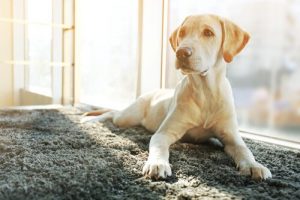 개는 중성화 수술 후에 성격이 어떻게 바뀌는가?