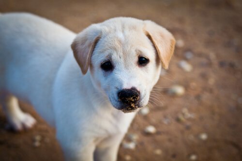 이제 유기견이 없는 나라가 생겼다