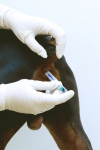 개의 항문낭에 관하여