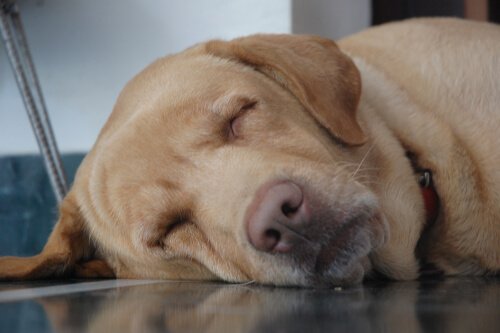 반려견이 쉬는 자세: 개가 어떤 자세로 잠을 자는가