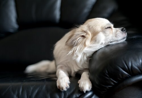 반려견이 쉬는 자세: 개가 어떤 자세로 잠을 자는가
