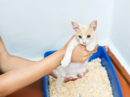 고양이의 모래 화장실 냄새를 없애는 방법