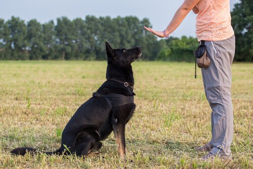 반려견 긍정 훈련 개에게 사랑을 표현하는 5가지 방법