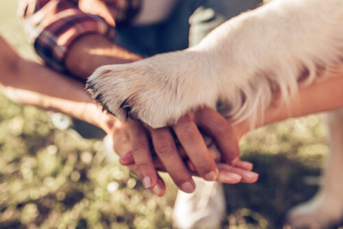 개에게 사랑을 표현하는 5가지 방법