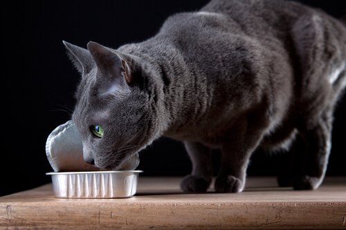 고양이에게 독이 되는 음식