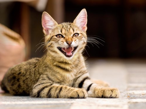 고양이가 소통하는 방식: 반려묘가 말을 한다