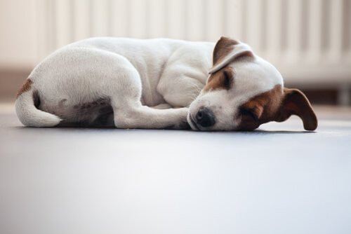 반려견이 쉬는 자세: 개는 어떤 자세로 잠을 자는가