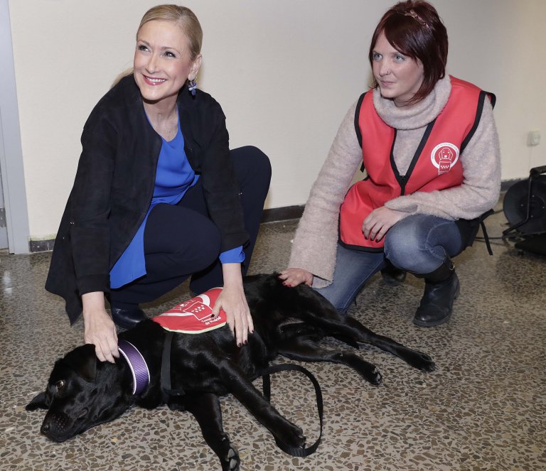 마드리드에서 반려견은 유전자 검사를 받아야 한다