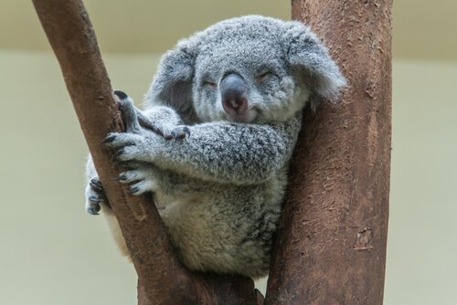 세상에서 잠을 가장 많이 자는 동물 5종