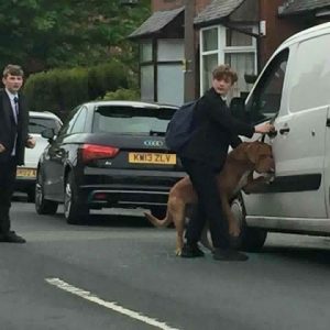 목줄에 질식할 뻔한 개를 구한 학생