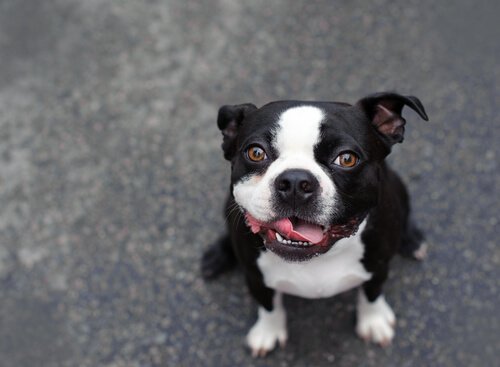 단모종 반려견에게 어울리는 이름