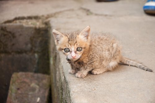 두려워 말고 반려동물을 입양하자