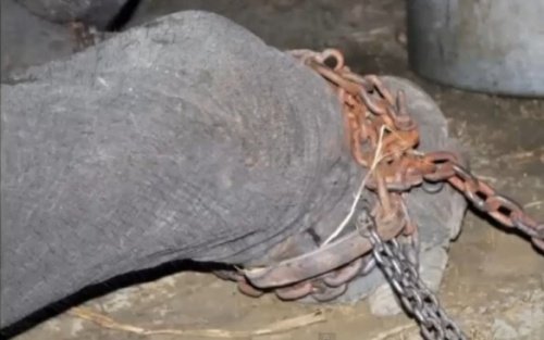 인터넷에서 목격하는 동물 학대를 어떻게 신고할까?