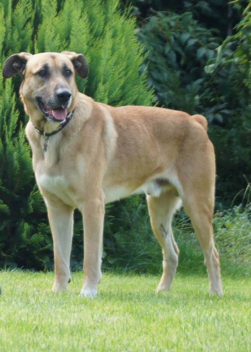 한 승무원이 부에노스아이레스의 유기견을 입양하다