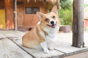 자세를 보면 개의 기분을 알 수 있다