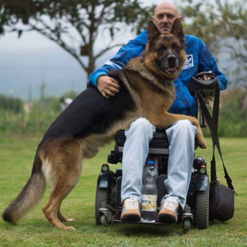 입원한 주인을 향한 반려견의 끝없는 사랑