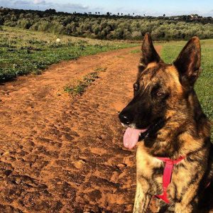 키우던 반려동물을 잃고 새로운 반려동물을 들이는 데 어느 정도 공백기가 필요할까?