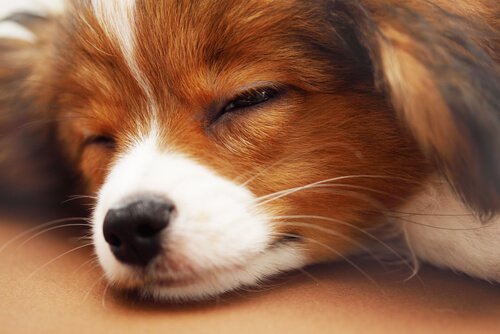 개가 밤새 잠을 잘 자도록 하는 5가지 방법
