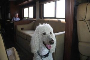 90세 노인이 반려견과 미국을 여행하다