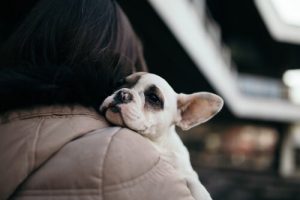 개 입양을 장려하는 캠페인