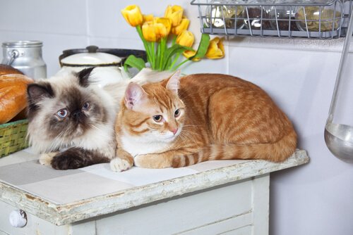 고양이 입양: 한 마리 대신 두 마리가 더 나은 이유