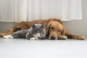 동물 성형 수술이 스페인에서 금지되다