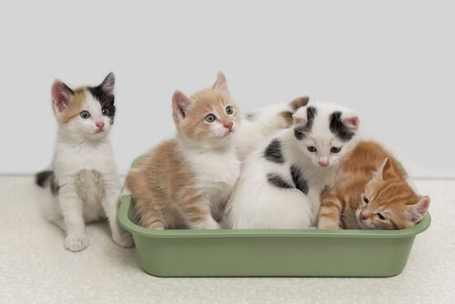 고양이 모래 화장실의 냄새를 제거하는 7가지 방법