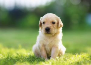 창의성 넘치는 반려견 이름 14가지